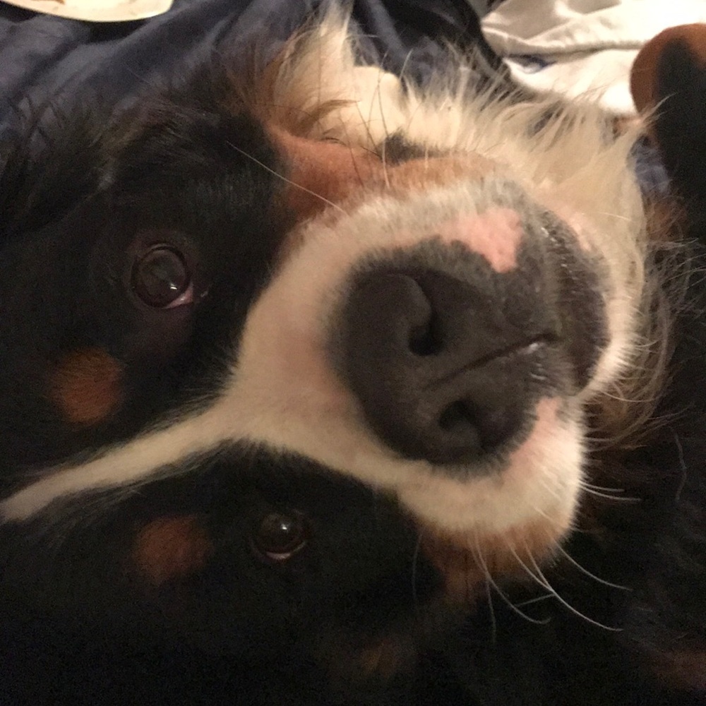 Meet your Posher, Meredith